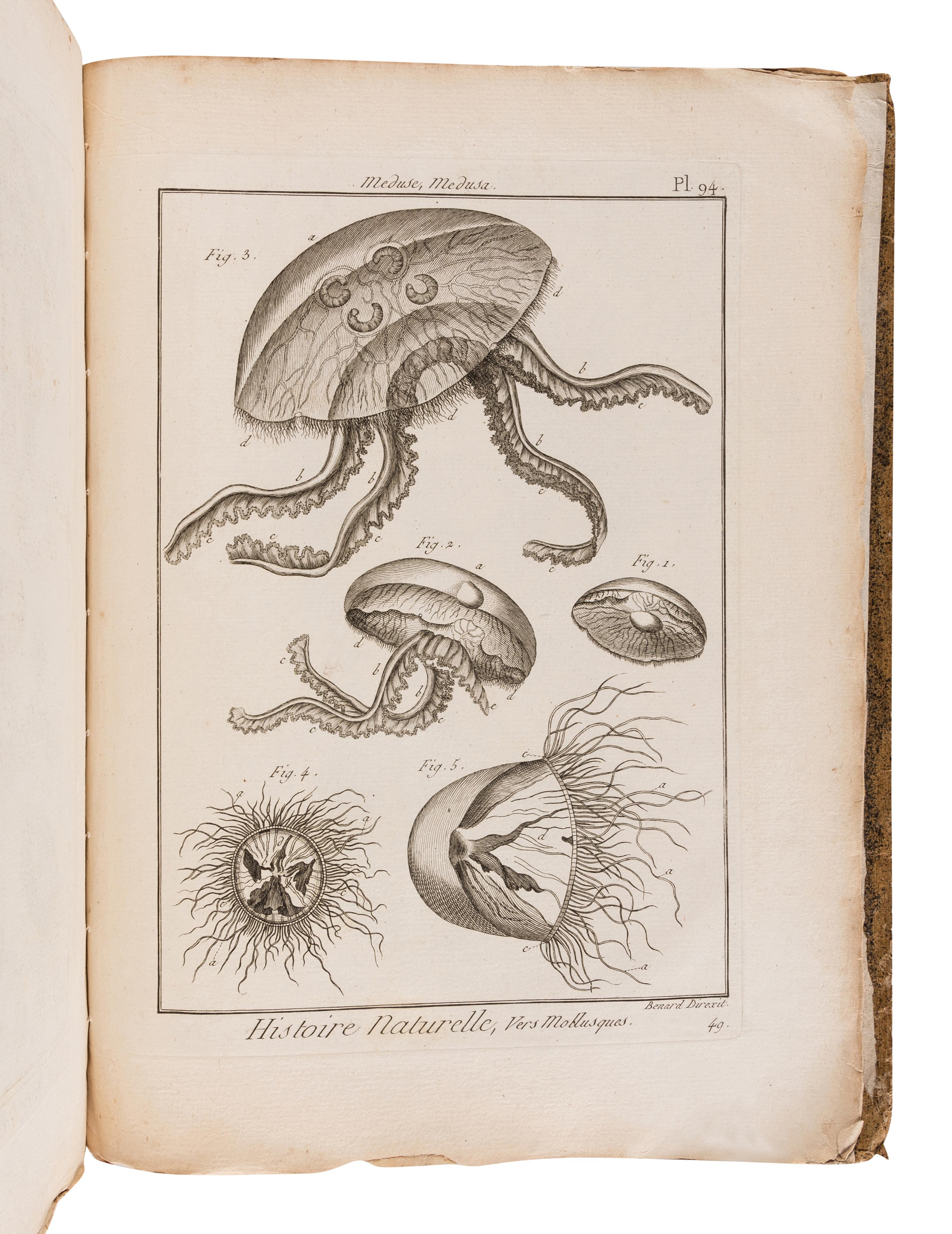 BRUGUIÈRE, Jean Guillaume (1749-1798). Tableau encyclopédique et méthodique des trois règnes de la nature. Contenant l'helminthologie, ou les vers infusoires, les vers intestins, les vers mollusques, &c . Paris: Panckoucke, 1791.