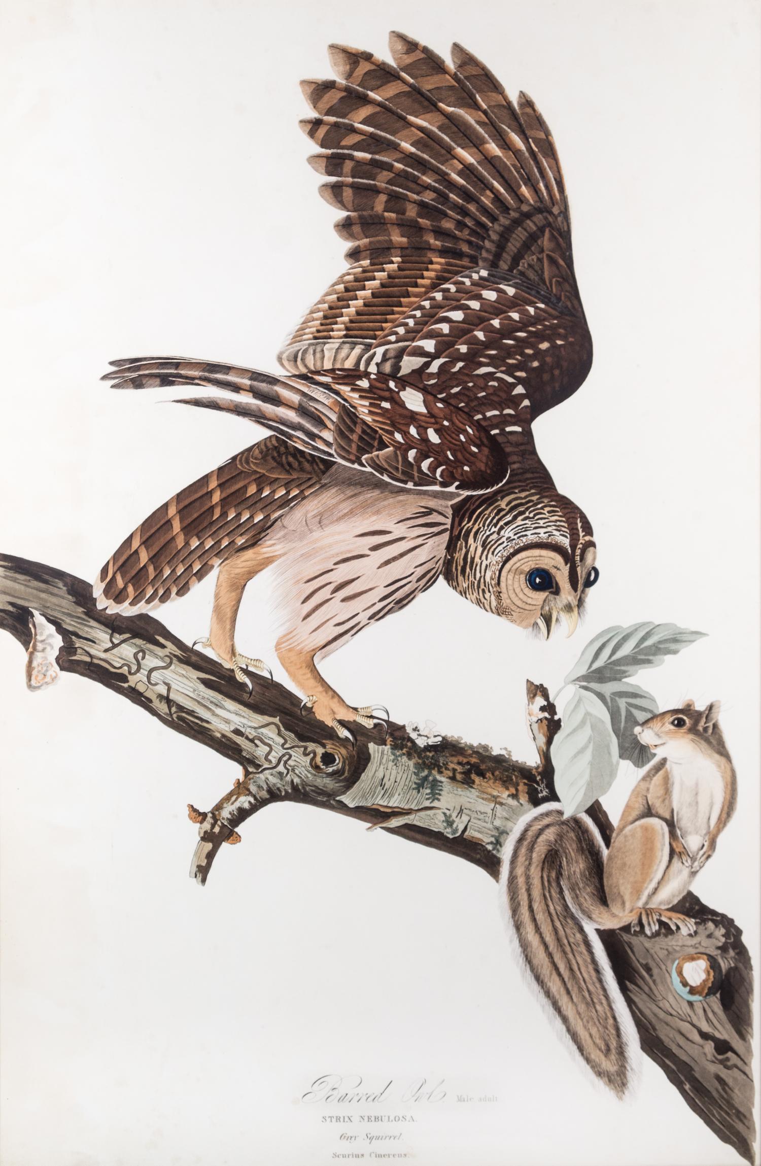 (AUDUBON, JOHN JAMES, after) HAVELL, ROBERT. Barred Owl. Engraving w/ hand-coloring from Birds of America, c. 1827.