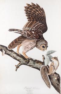 (AUDUBON, JOHN JAMES, after) HAVELL, ROBERT. Barred Owl. Engraving w/ hand-coloring from Birds of America, c. 1827.