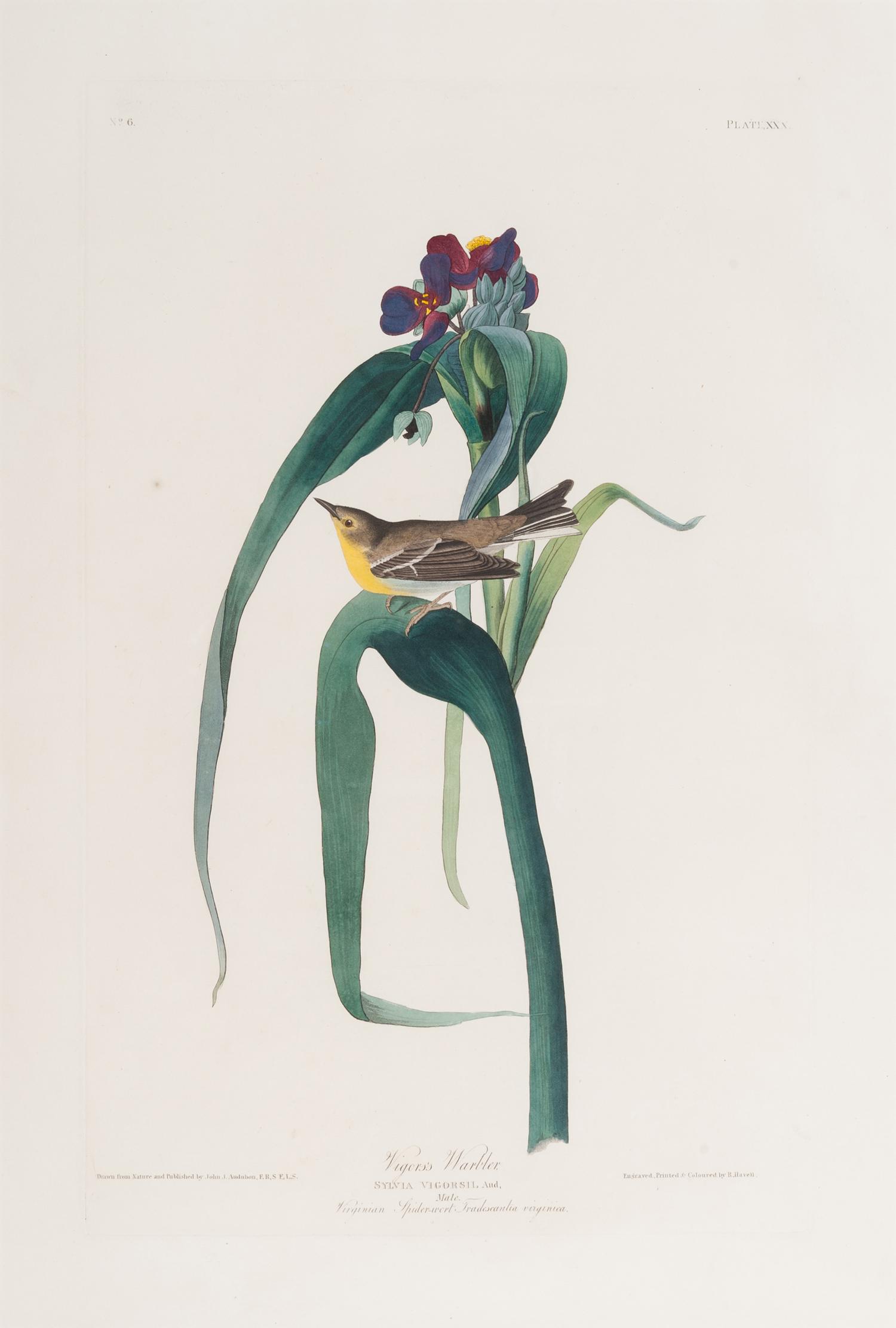 AUDUBON, John James (1785-1851).