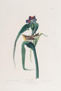 AUDUBON, John James (1785-1851).