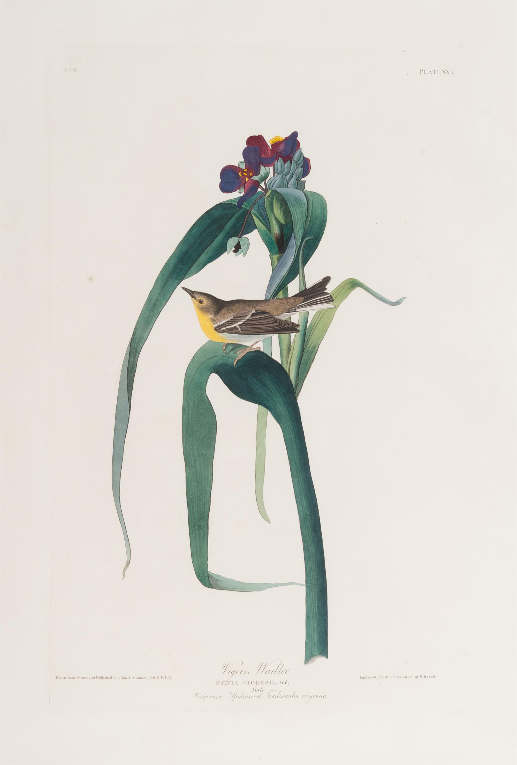 AUDUBON, John James (1785-1851).