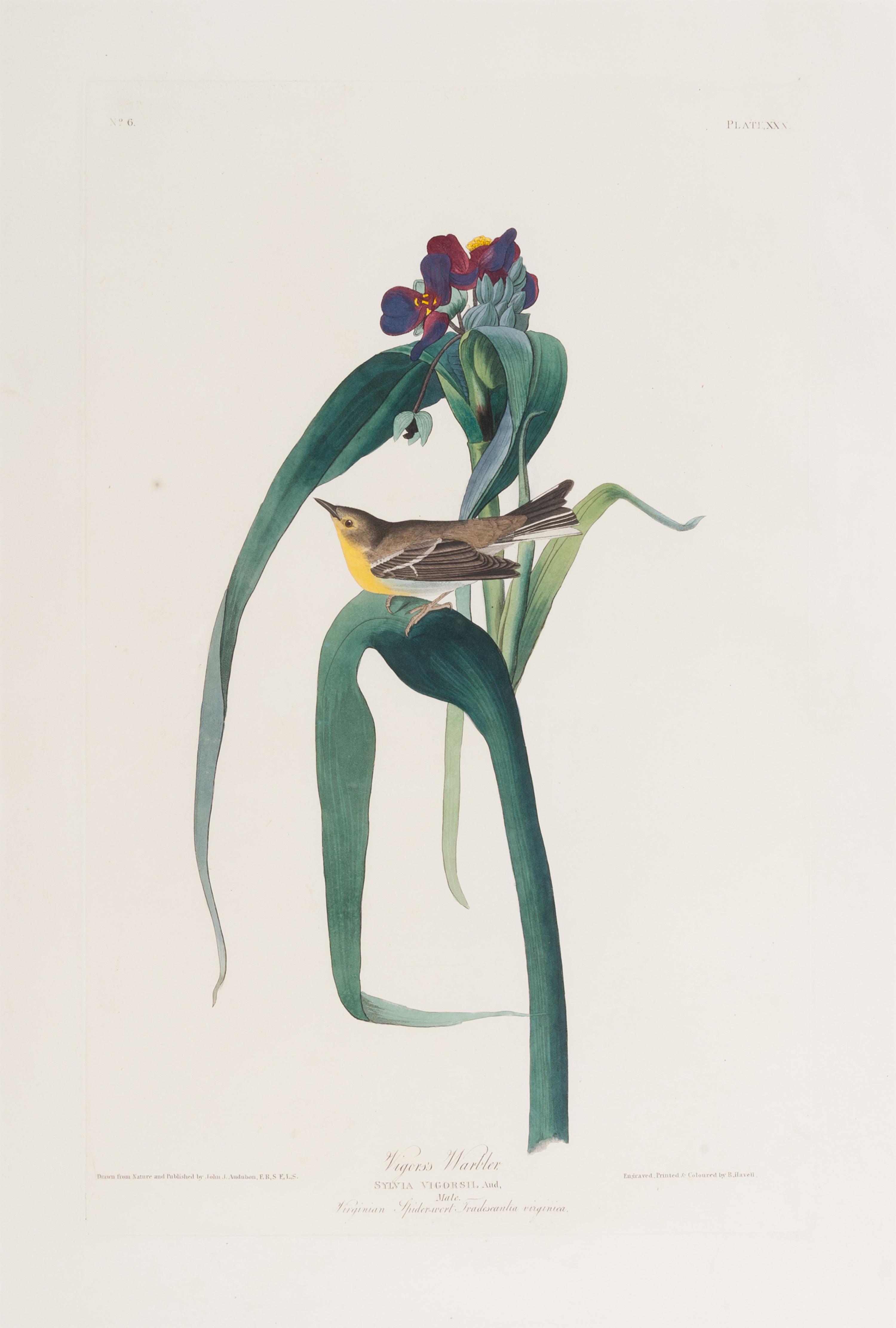 AUDUBON, John James (1785-1851).