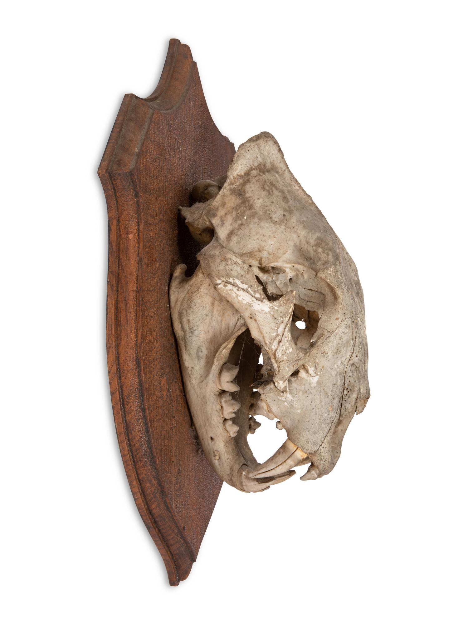 An African Lion Skull