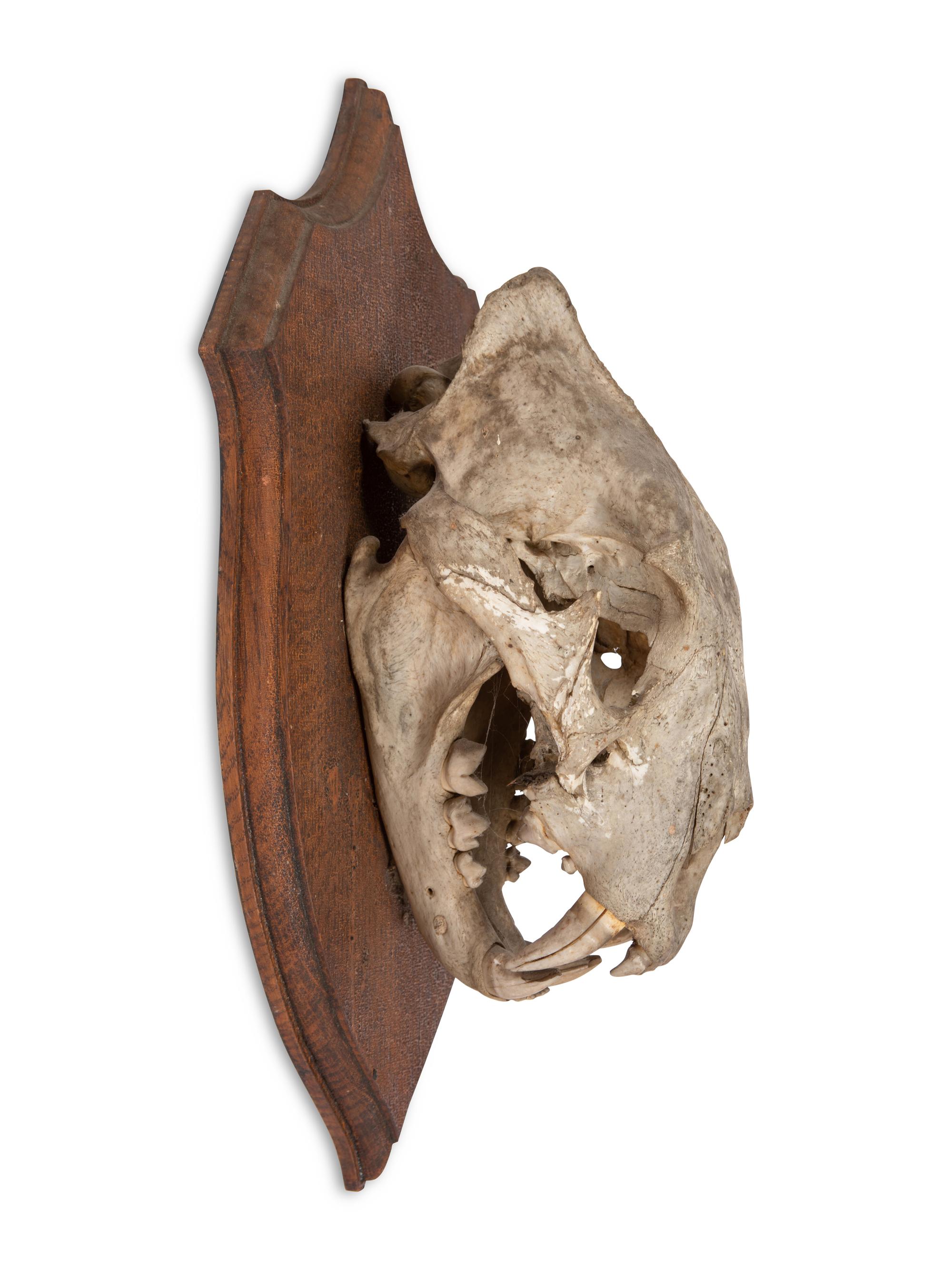 An African Lion Skull