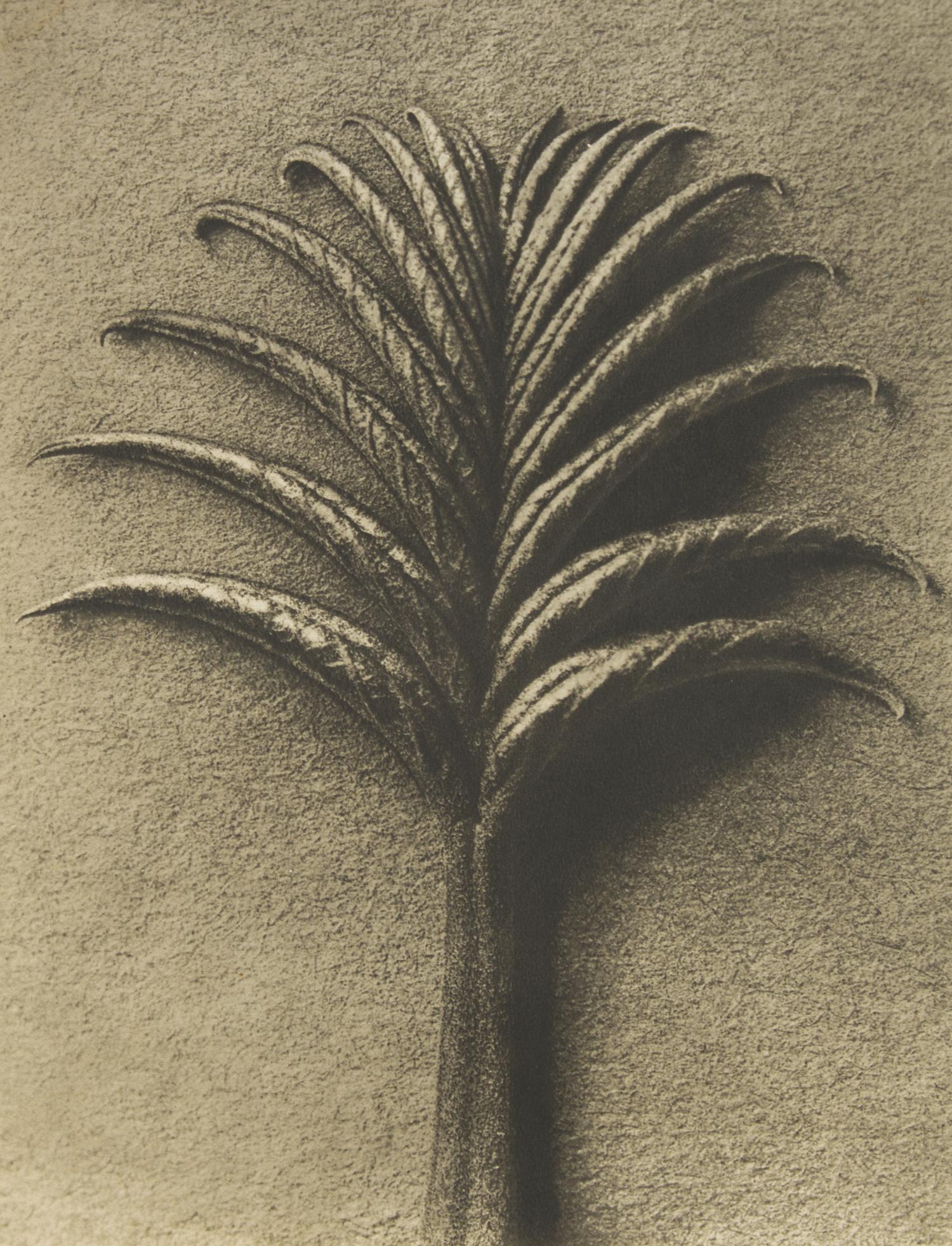 A Set of 8 Botanical Prints