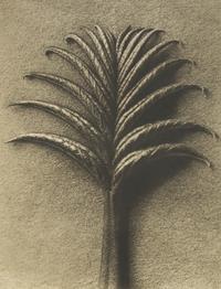 A Set of 8 Botanical Prints