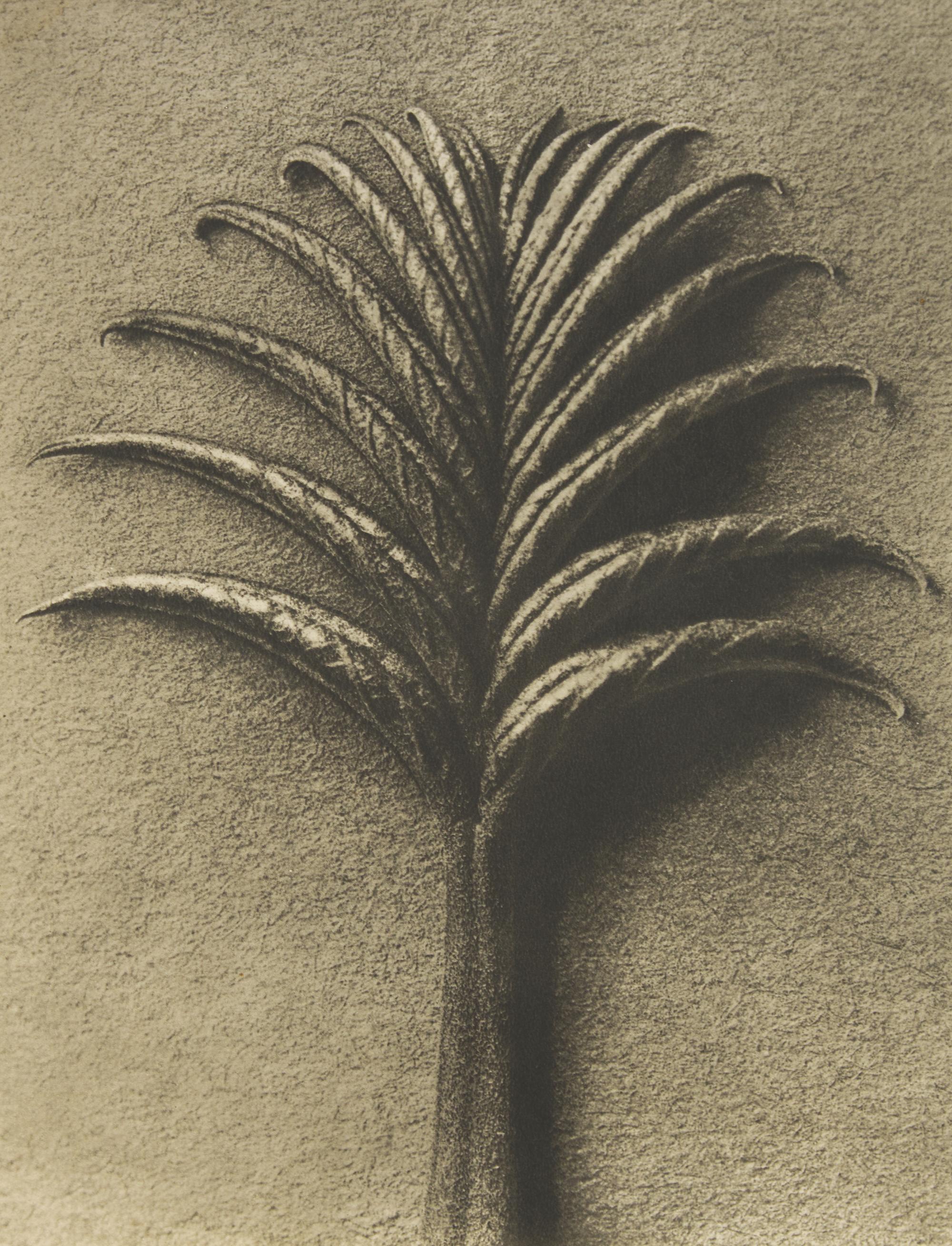 A Set of 8 Botanical Prints