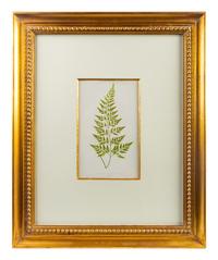 A Group of Eight Fern Botanical Engravings After Thomas Moore — EARLY 20TH CENTURY