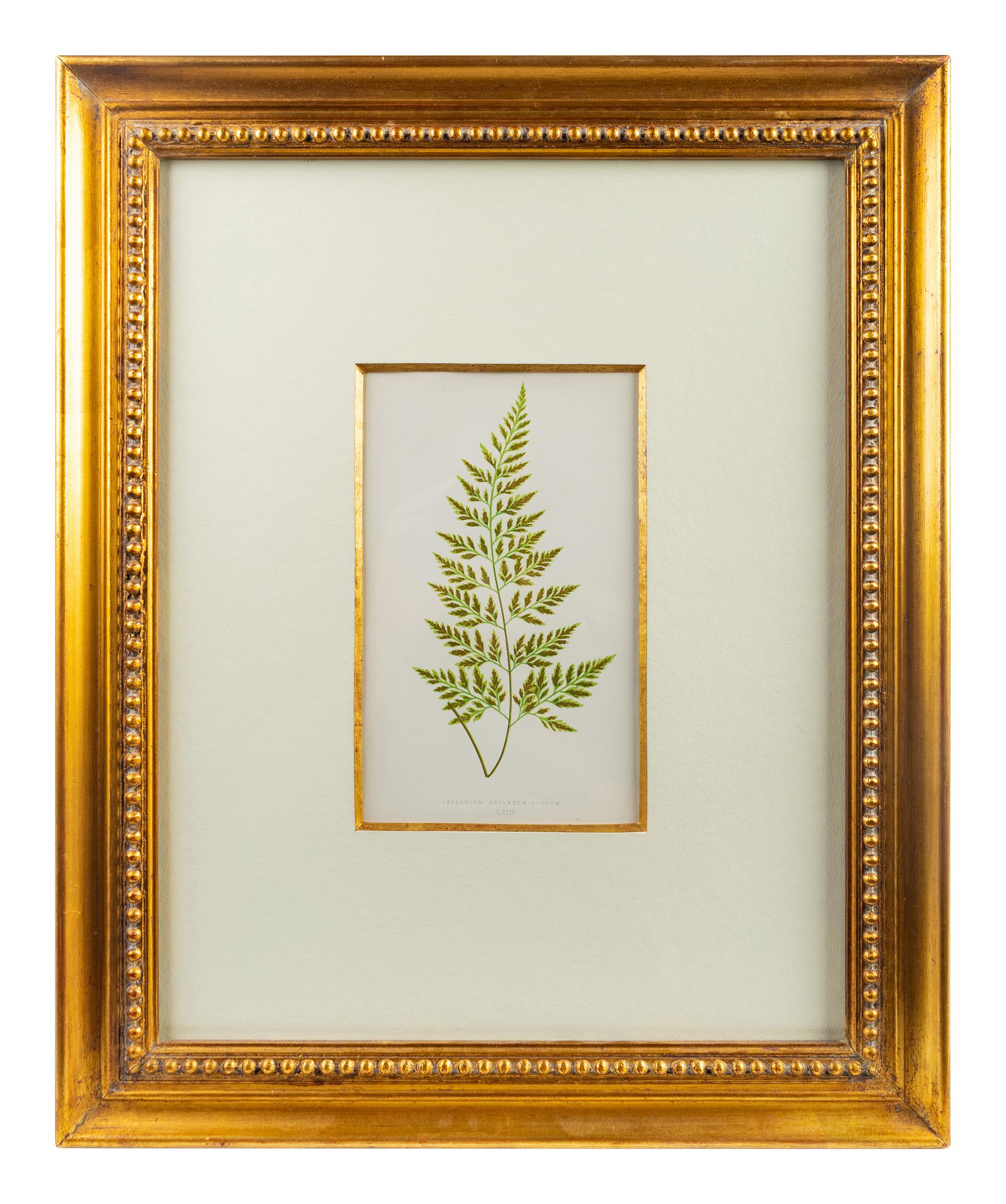 A Group of Eight Fern Botanical Engravings After Thomas Moore — EARLY 20TH CENTURY