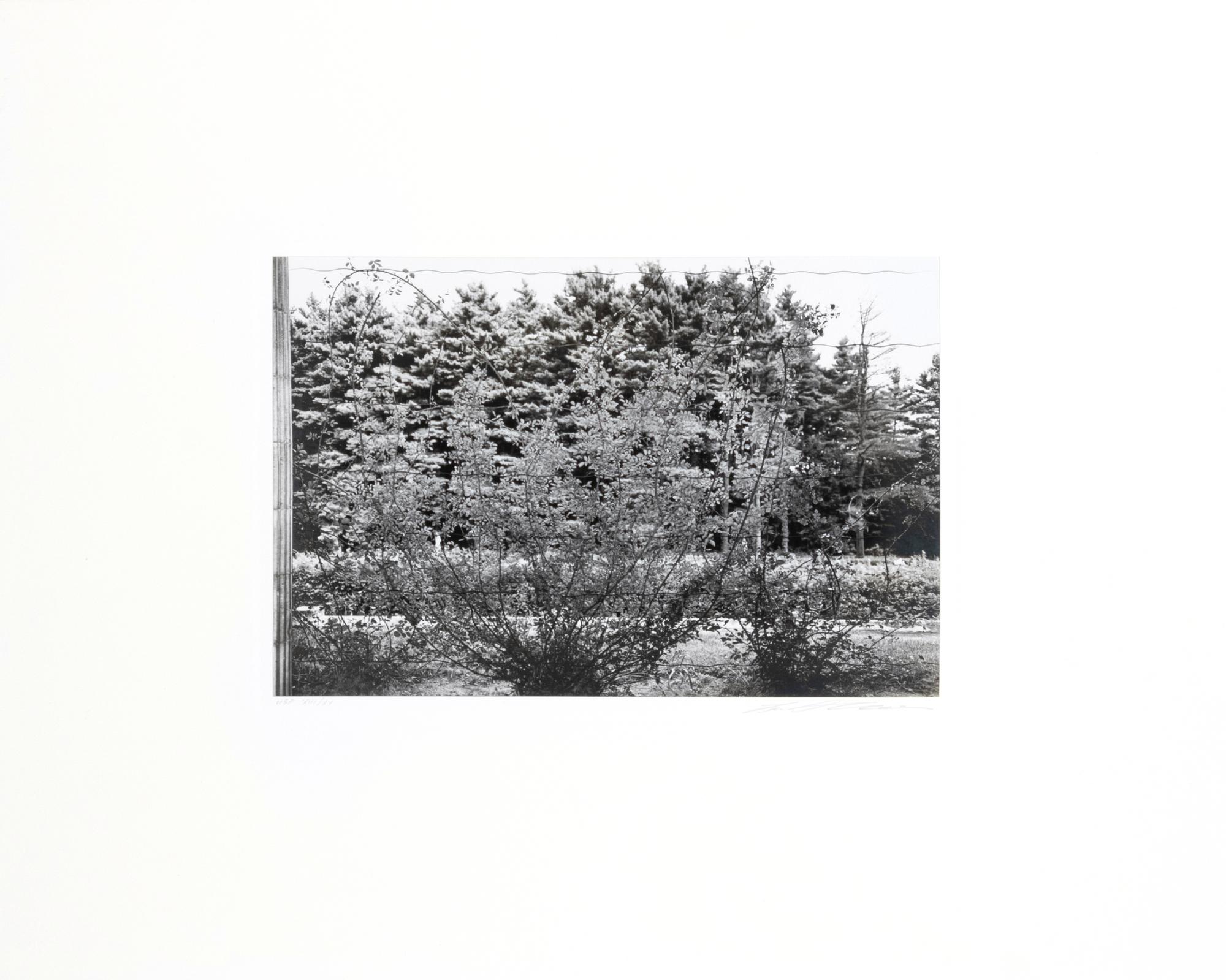 Photographs of Flowers