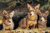 Waiting at the Den