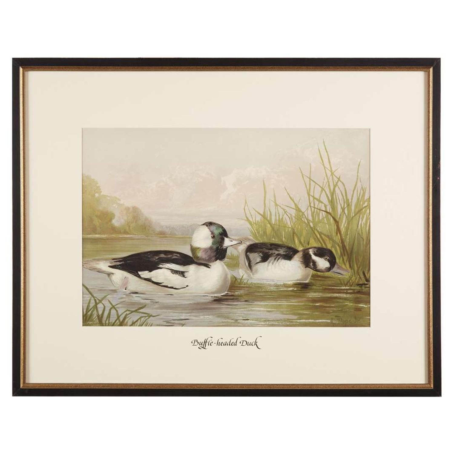 ALEXANDER POPE JUNIOR (AMERICAN 1849-1924) "BLACK DUCK" FROM UPLAND GAME BIRDS AND WATERFOWL OF THE UNITED STATES