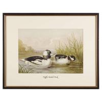 ALEXANDER POPE JUNIOR (AMERICAN 1849-1924) "BLACK DUCK" FROM UPLAND GAME BIRDS AND WATERFOWL OF THE UNITED STATES