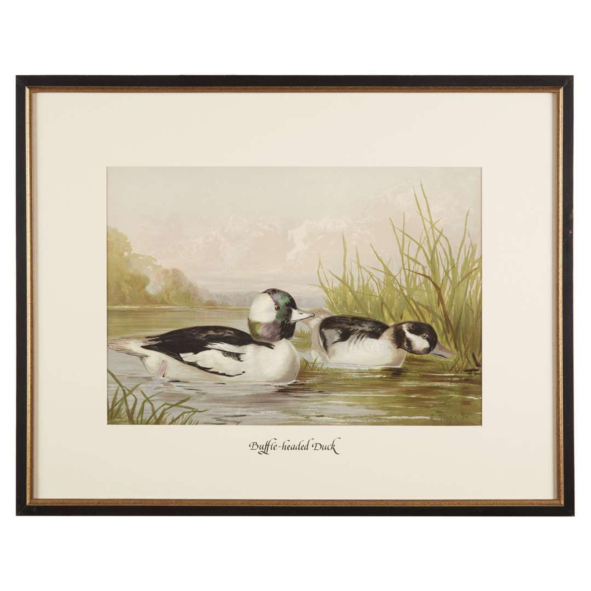 ALEXANDER POPE JUNIOR (AMERICAN 1849-1924) "BLACK DUCK" FROM UPLAND GAME BIRDS AND WATERFOWL OF THE UNITED STATES