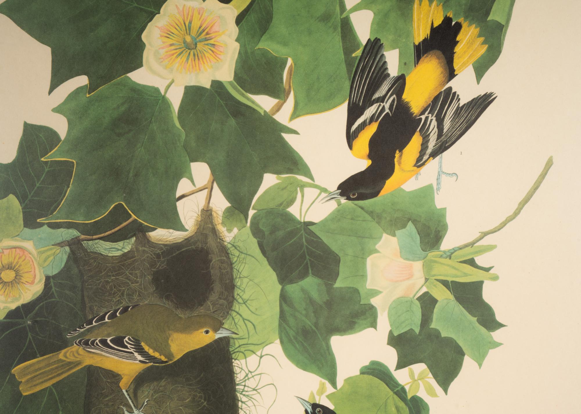 AUDUBON, John James (1784-1851)