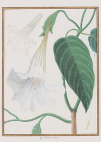 A Set of Eight Framed Botanical Prints