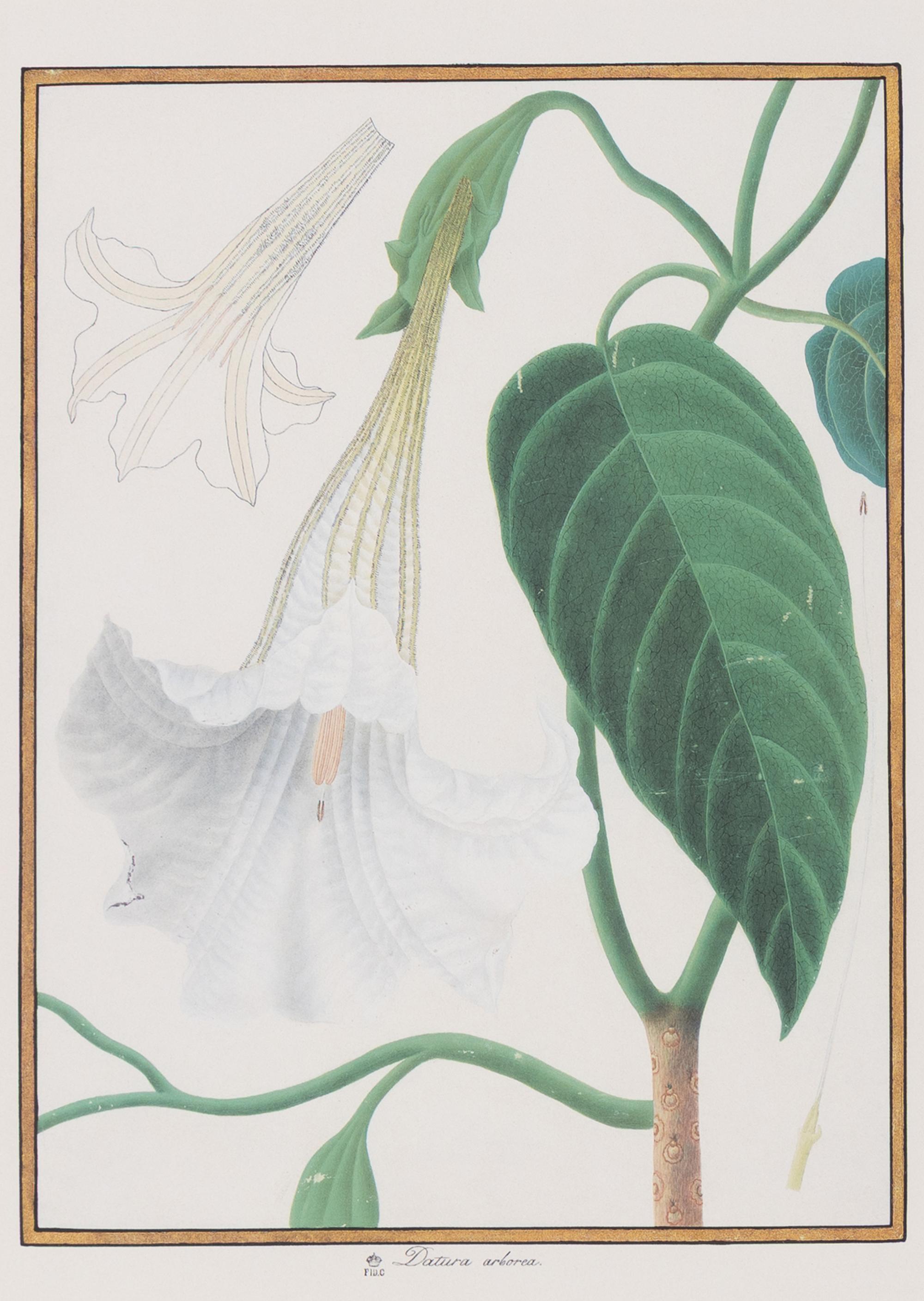 A Set of Eight Framed Botanical Prints