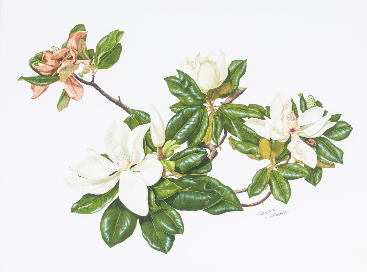 Maryrose Wampler, (20th century), Two works: Tiger Lilies and Magnolias
