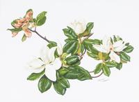 Maryrose Wampler, (20th century), Two works: Tiger Lilies and Magnolias