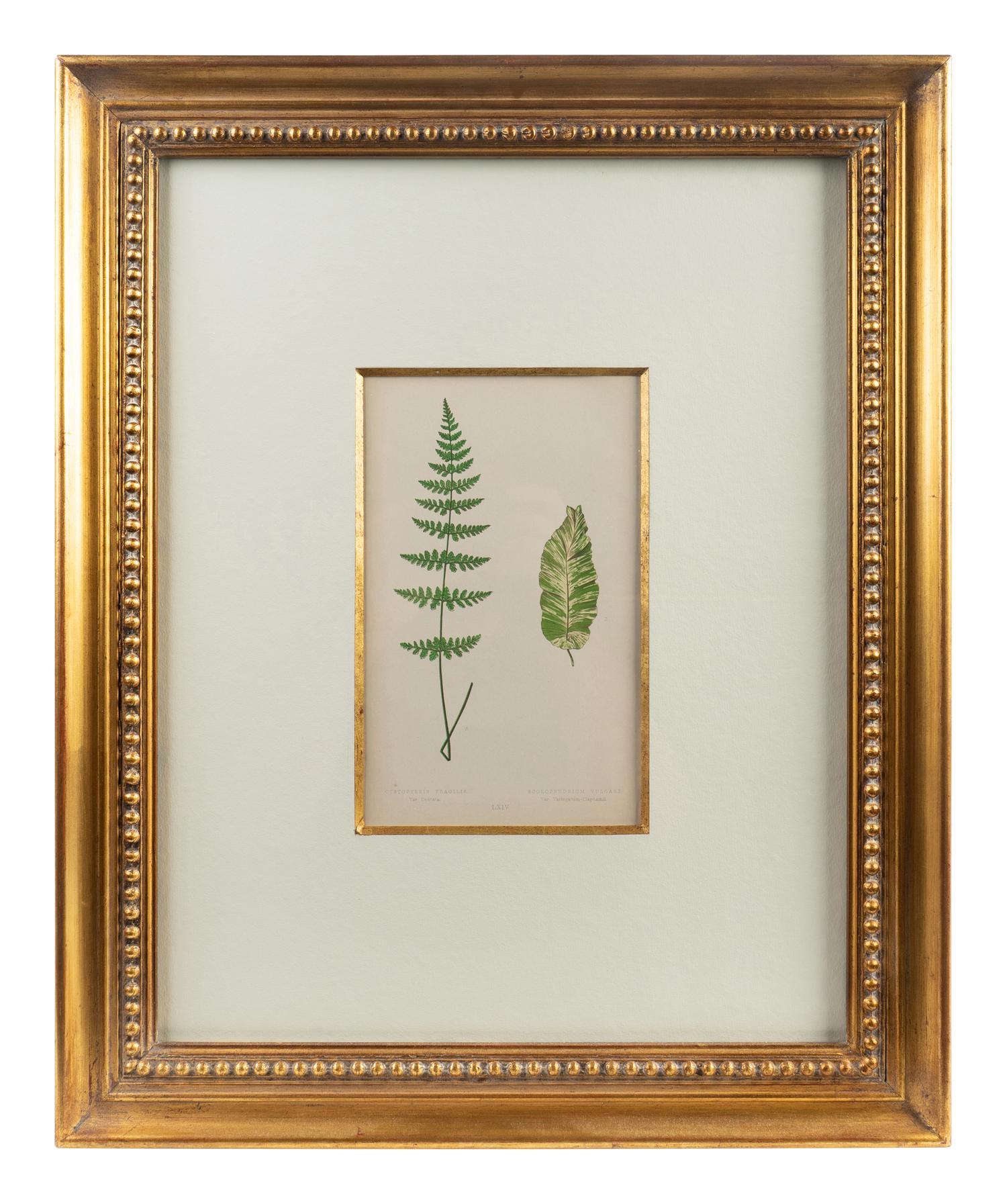 A Group of Eight Fern Botanical Engravings After Thomas Moore — EARLY 20TH CENTURY