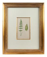 A Group of Eight Fern Botanical Engravings After Thomas Moore — EARLY 20TH CENTURY
