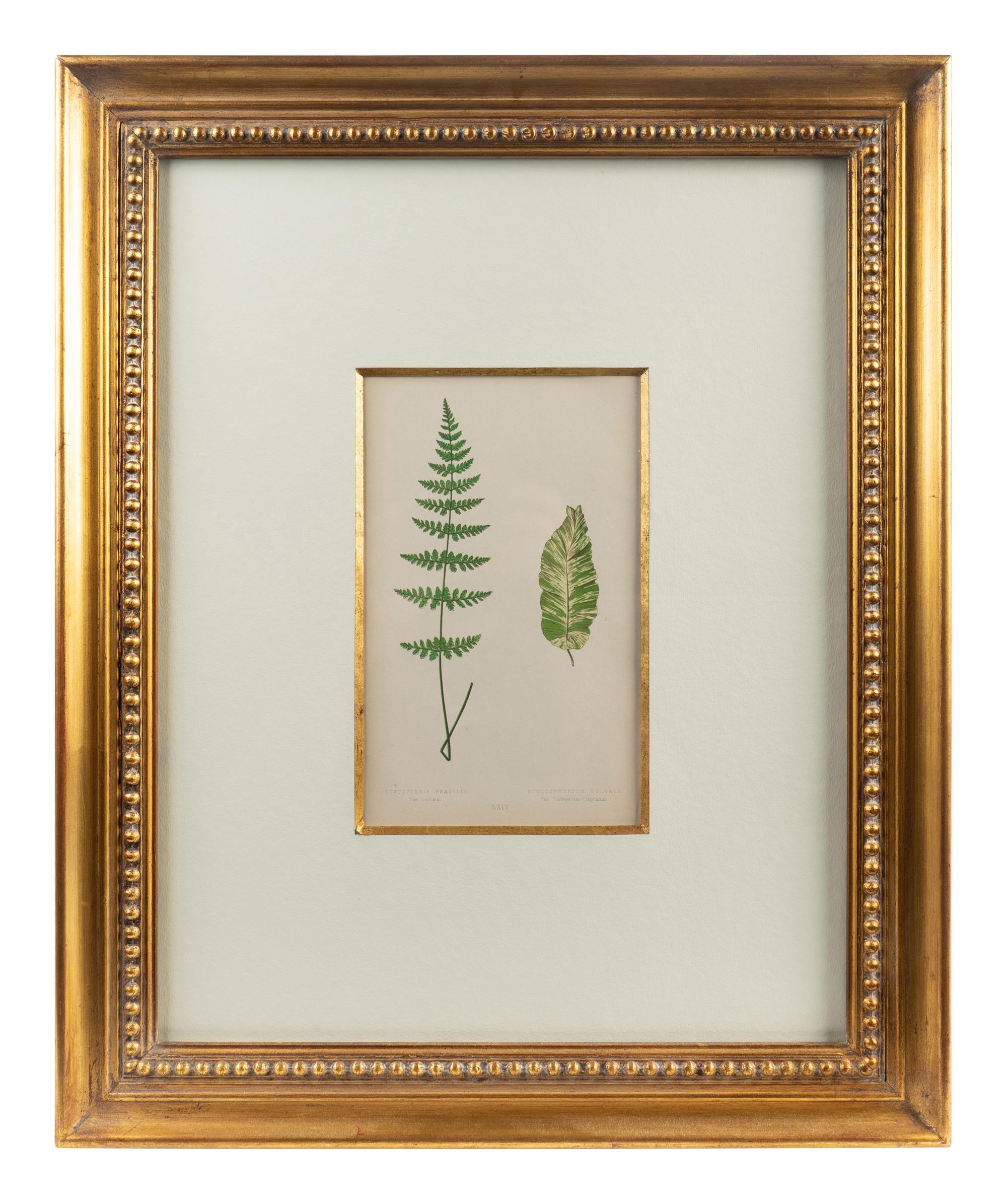 A Group of Eight Fern Botanical Engravings After Thomas Moore — EARLY 20TH CENTURY