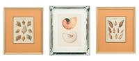 Three Framed Colored Engravings Depicting Shells