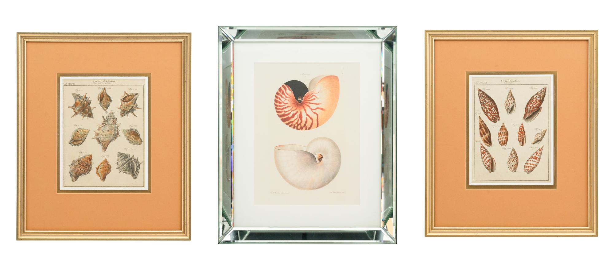 Three Framed Colored Engravings Depicting Shells