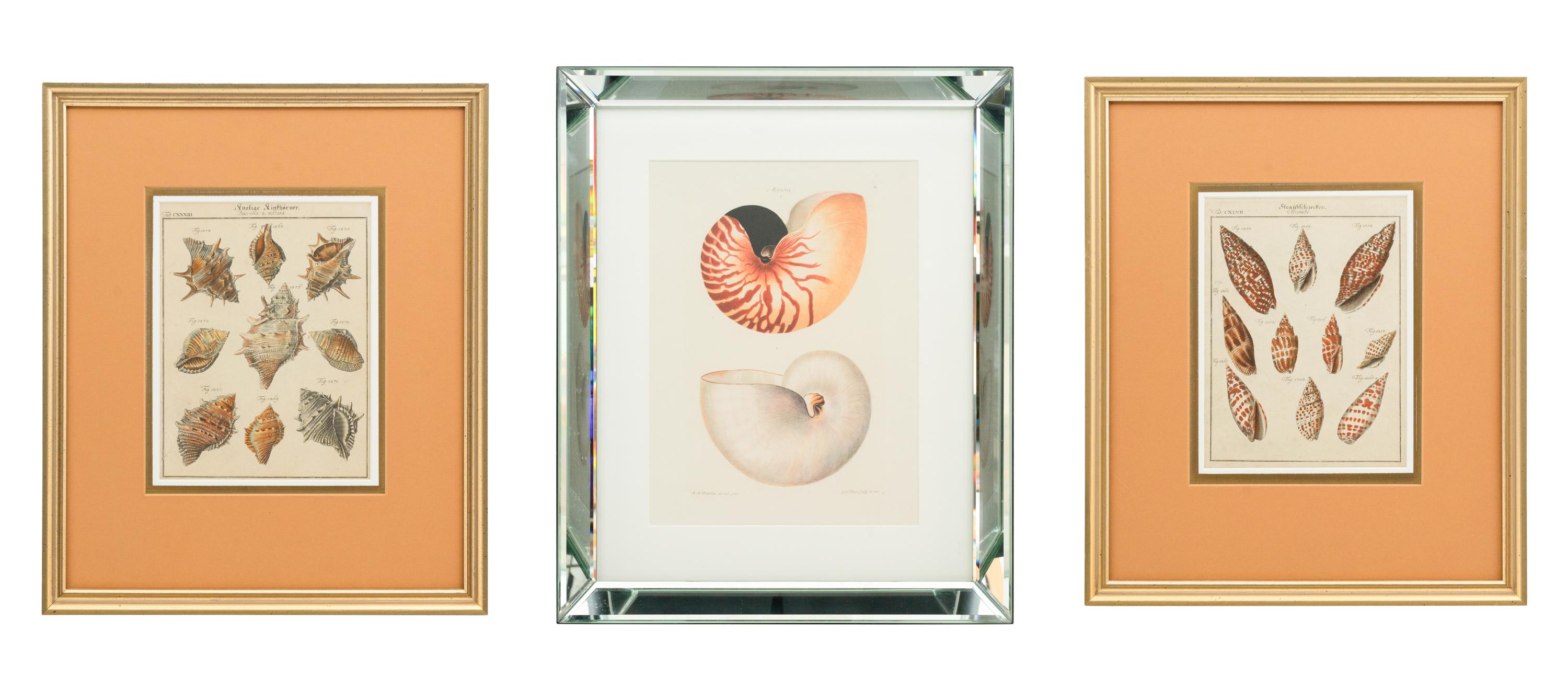 Three Framed Colored Engravings Depicting Shells