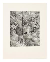 Willy Ronis (1910-2009) Le Chat Surpris, Gordes, 1951