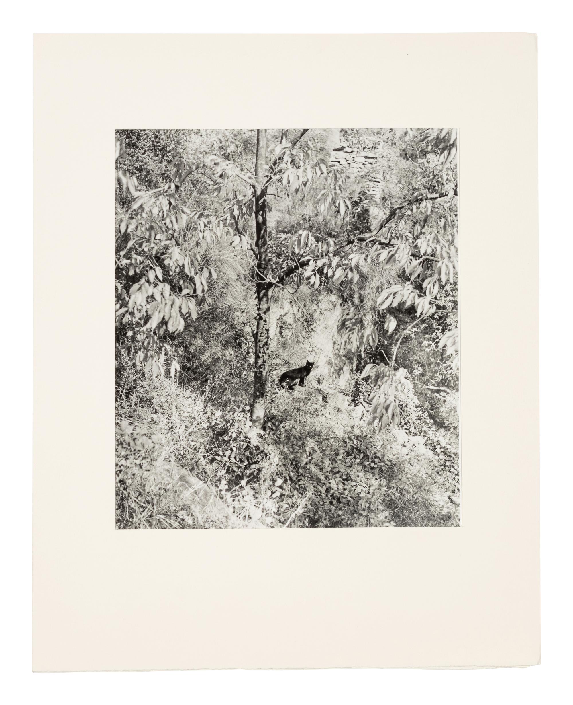 Willy Ronis (1910-2009) Le Chat Surpris, Gordes, 1951