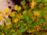 Edge of Fall , edition 187/2500