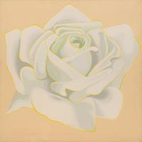 White Rose