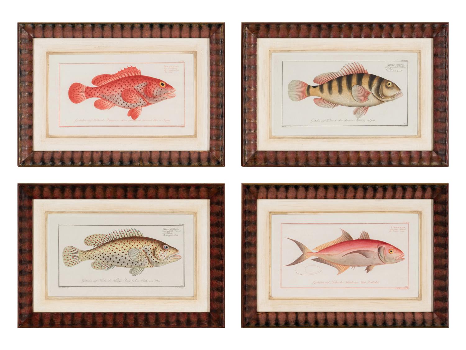 A Set of Four Framed Hand-Colored Fish Engravings after Marc Eliéser-Bloch