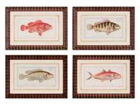 A Set of Four Framed Hand-Colored Fish Engravings after Marc Eliéser-Bloch