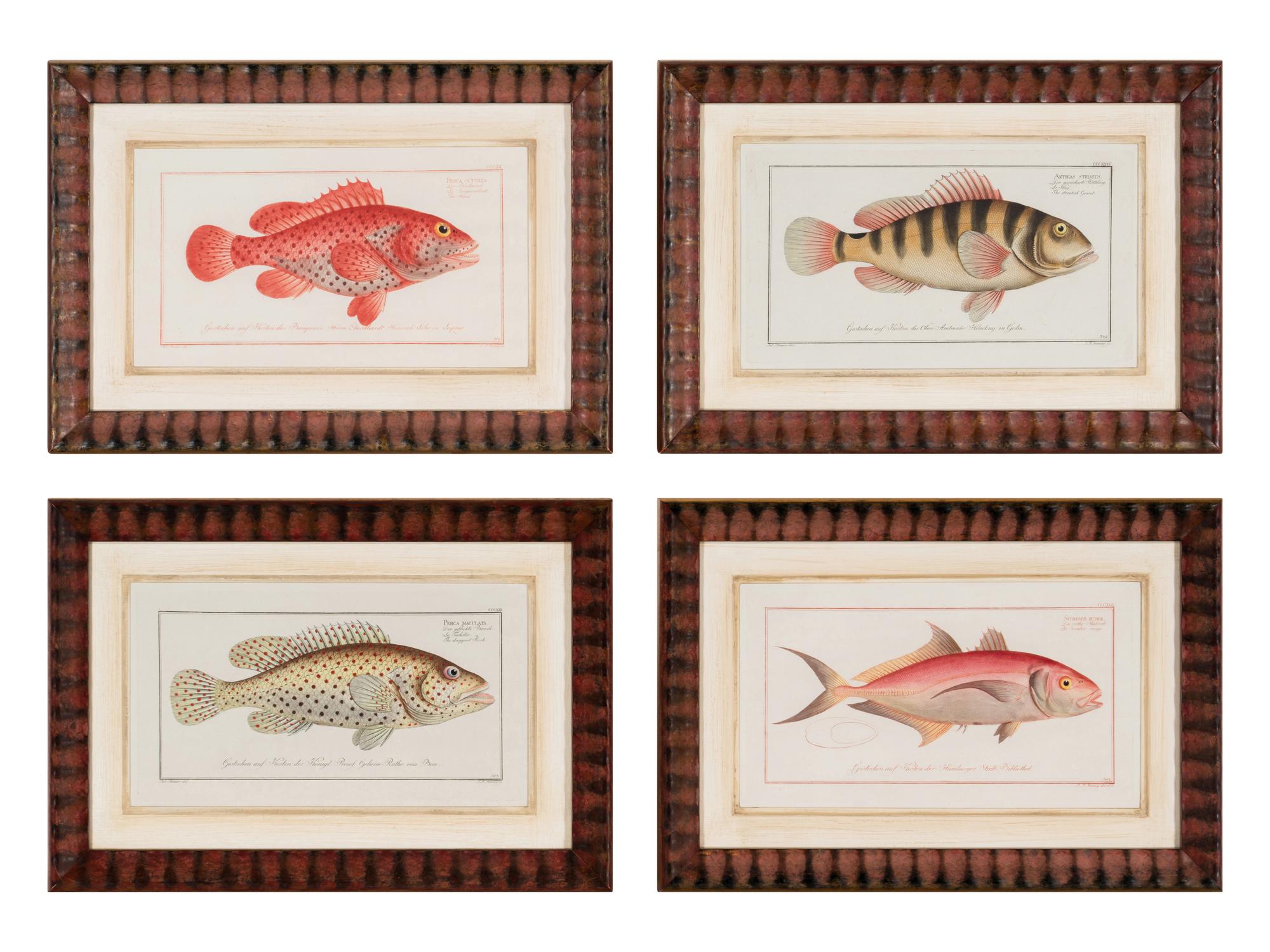 A Set of Four Framed Hand-Colored Fish Engravings after Marc Eliéser-Bloch