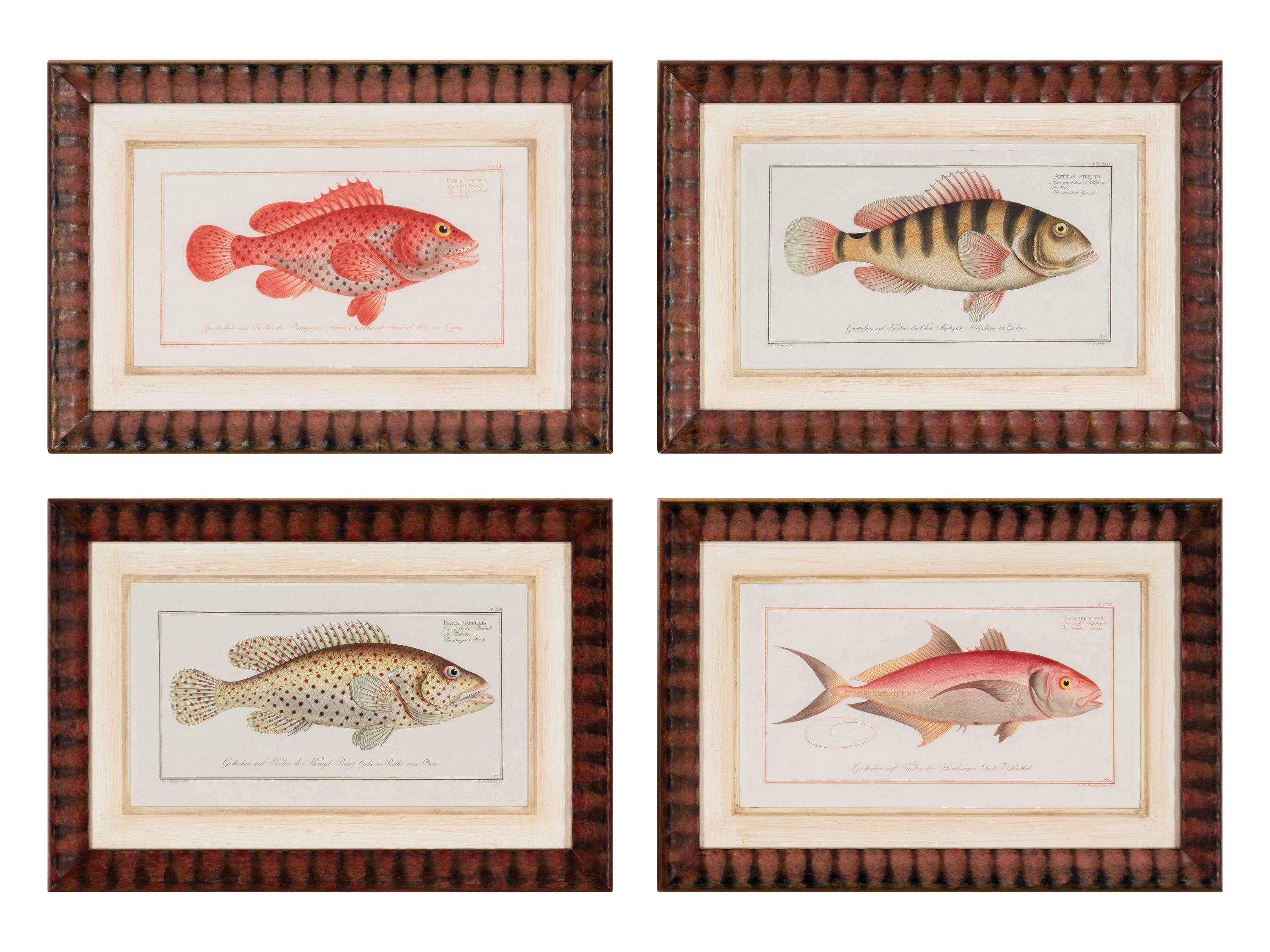 A Set of Four Framed Hand-Colored Fish Engravings after Marc Eliéser-Bloch