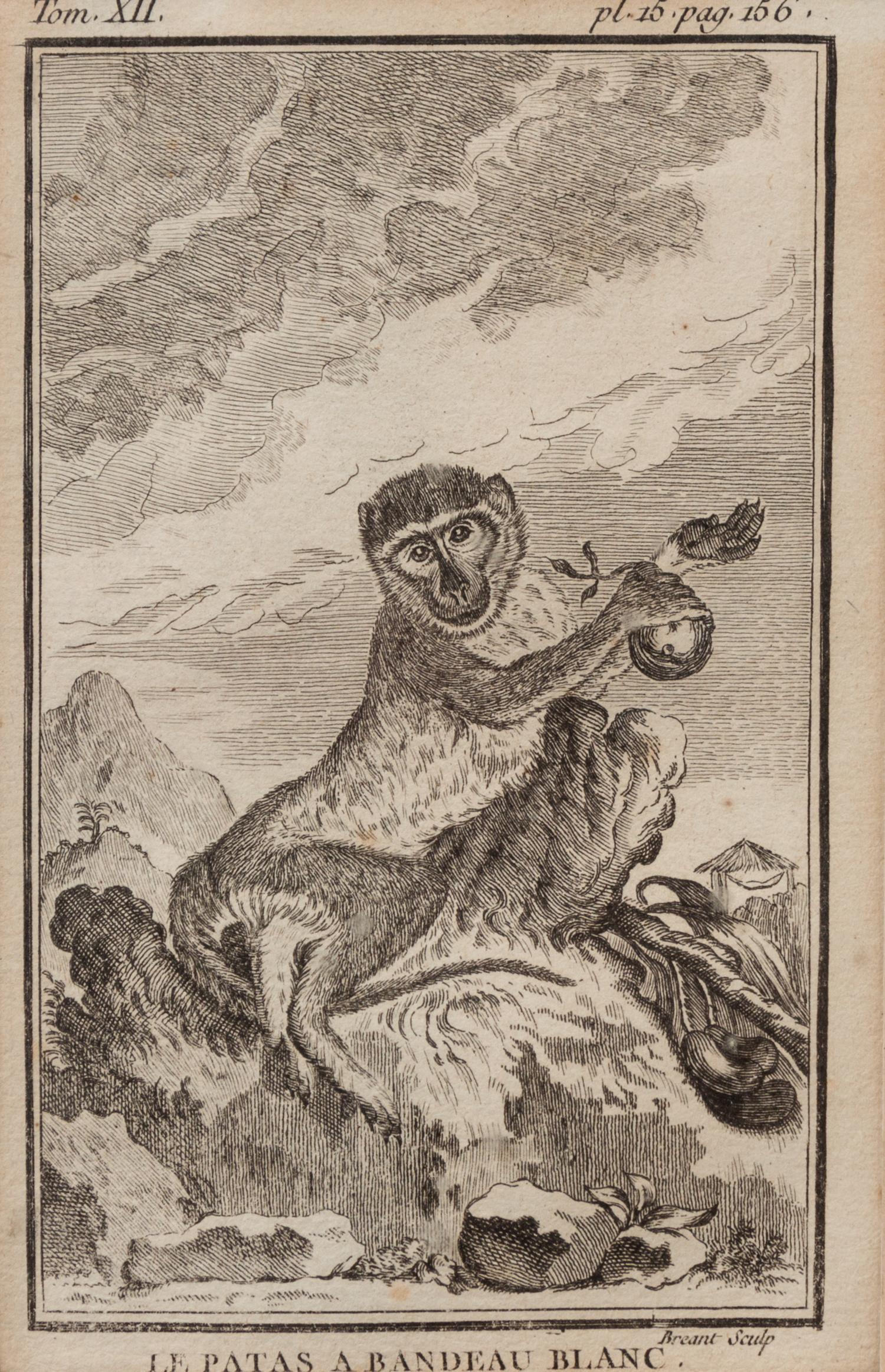 A Group of Four French Plates Depicting Copper Engravings of Primates 6 x 4 inches. — 20TH CENTURY