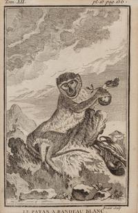 A Group of Four French Plates Depicting Copper Engravings of Primates 6 x 4 inches. — 20TH CENTURY