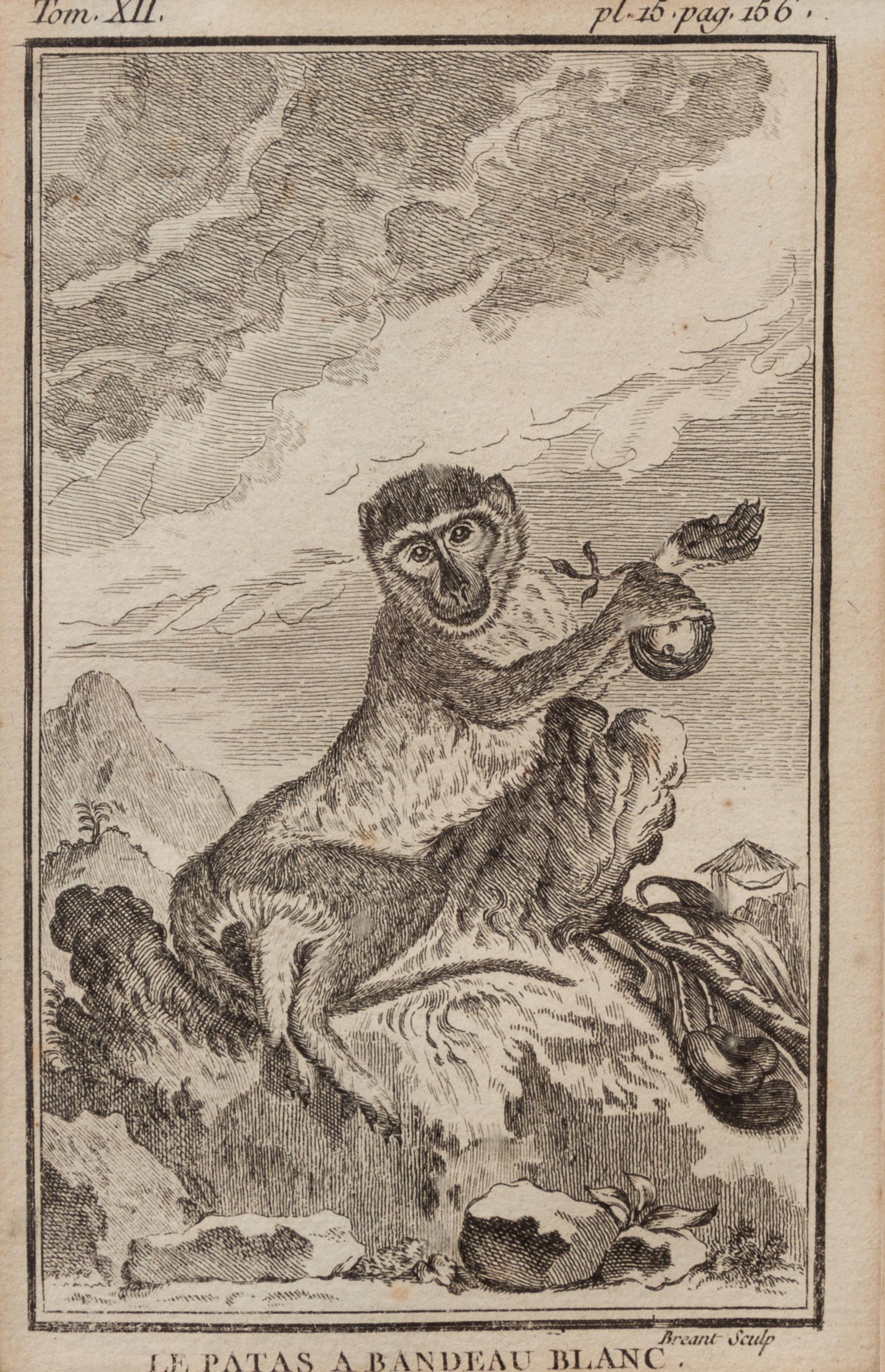 A Group of Four French Plates Depicting Copper Engravings of Primates 6 x 4 inches. — 20TH CENTURY