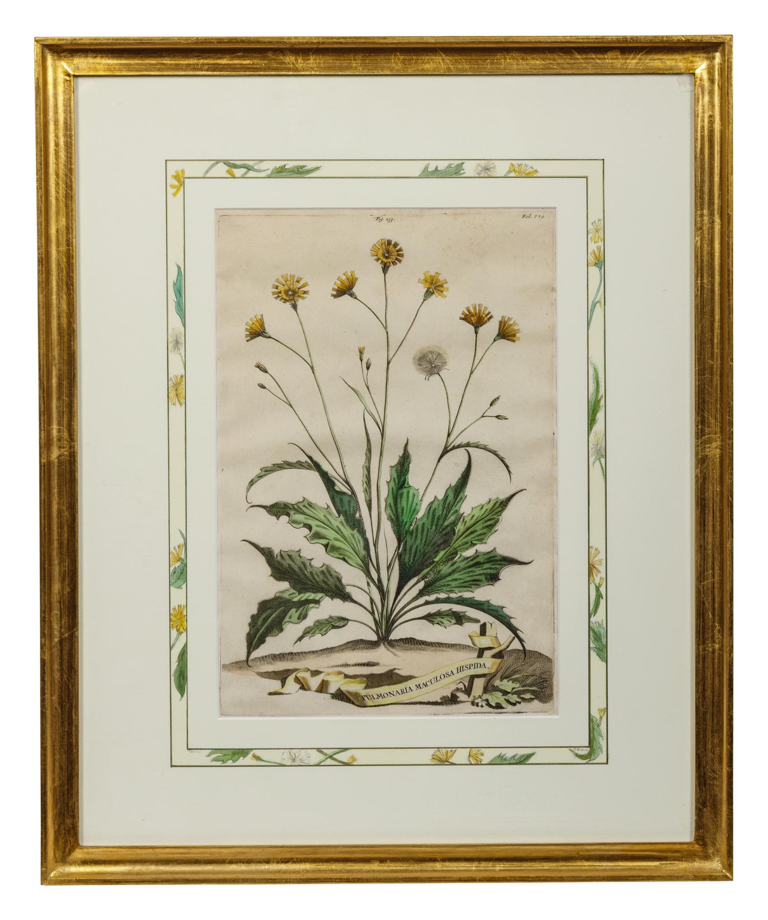 Two Botanical Prints
