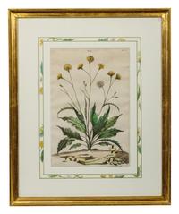 Two Botanical Prints