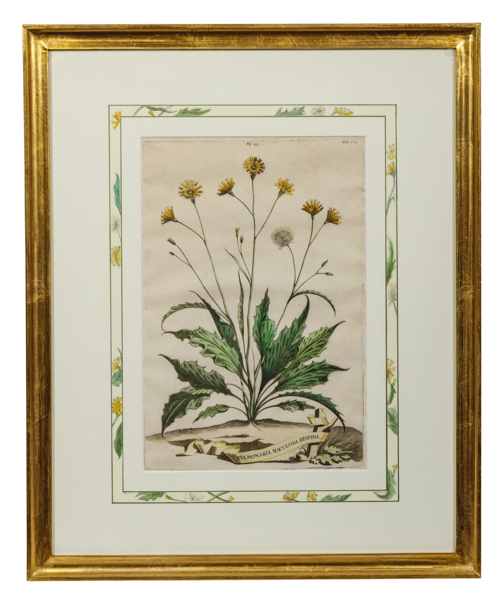 Two Botanical Prints