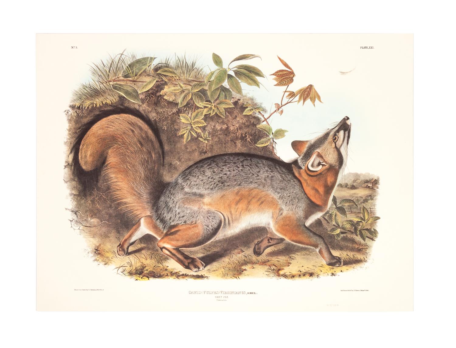 Southart Parkway's Limited Edition Facsimiles from Viviparous Quadrupeds of North America; Set Two: Audubon Mammals of the Southeast