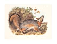 Southart Parkway's Limited Edition Facsimiles from Viviparous Quadrupeds of North America; Set Two: Audubon Mammals of the Southeast