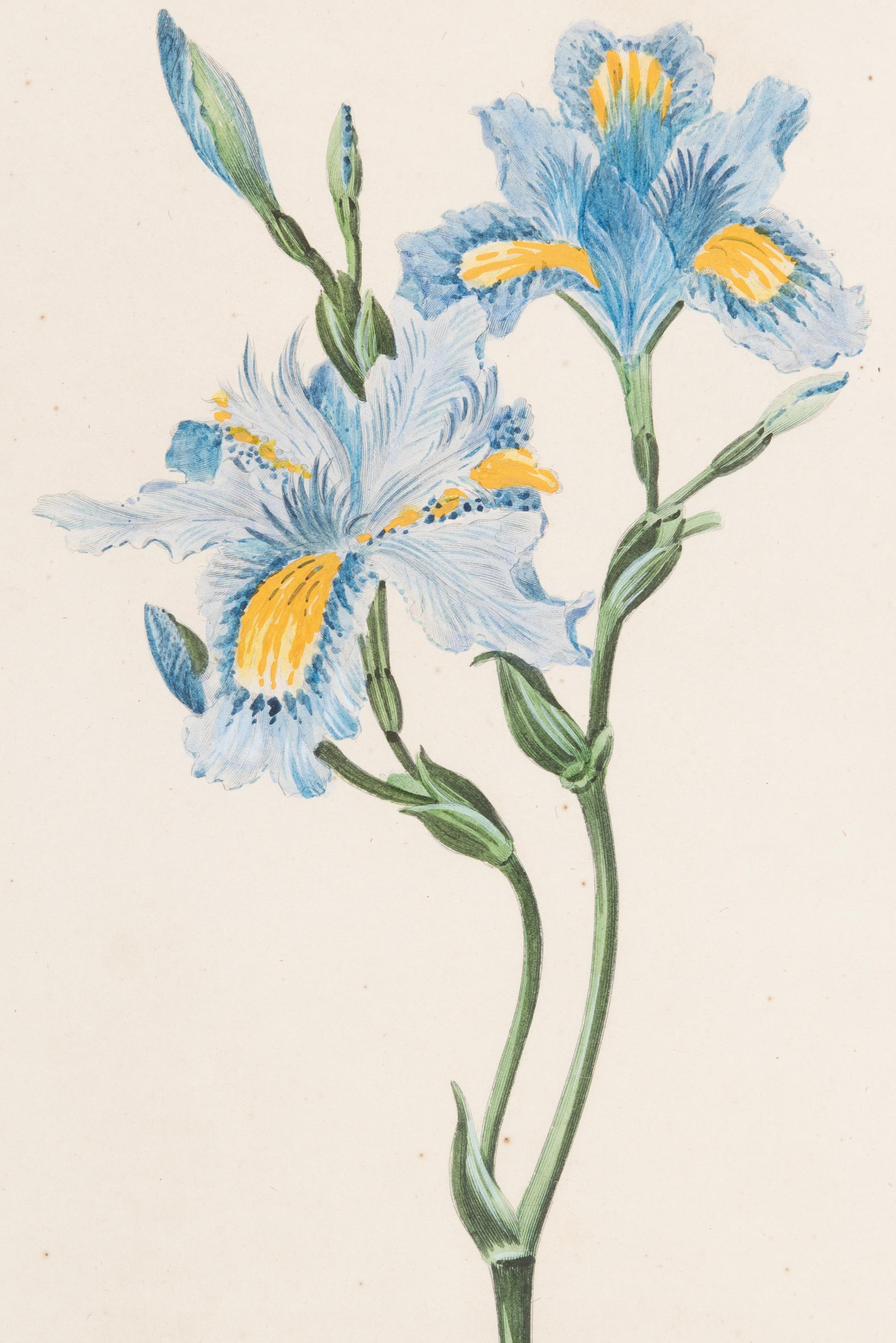 Three Botanical Hand-Colored Engravings after Pancrace Bessa (French, 1772-1846)