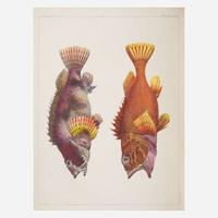 [Americana] [Perry, Commodore Matthew C.] Hawks, Francis L. Narrative of the Expedition of an American Squadron to the China Seas and Japan, Performed in the Years 1852, 1853, and 1854, Under the Command of Commodore M.C. Perry, United States Navy...