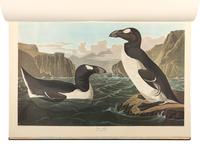 AUDUBON, John James (1785-1851). The Birds of America . New York and Amsterdam: Johnson Reprint Co. & Theatrum Orbis Terrarum [i.e. Nico Israel], 1971-1972.