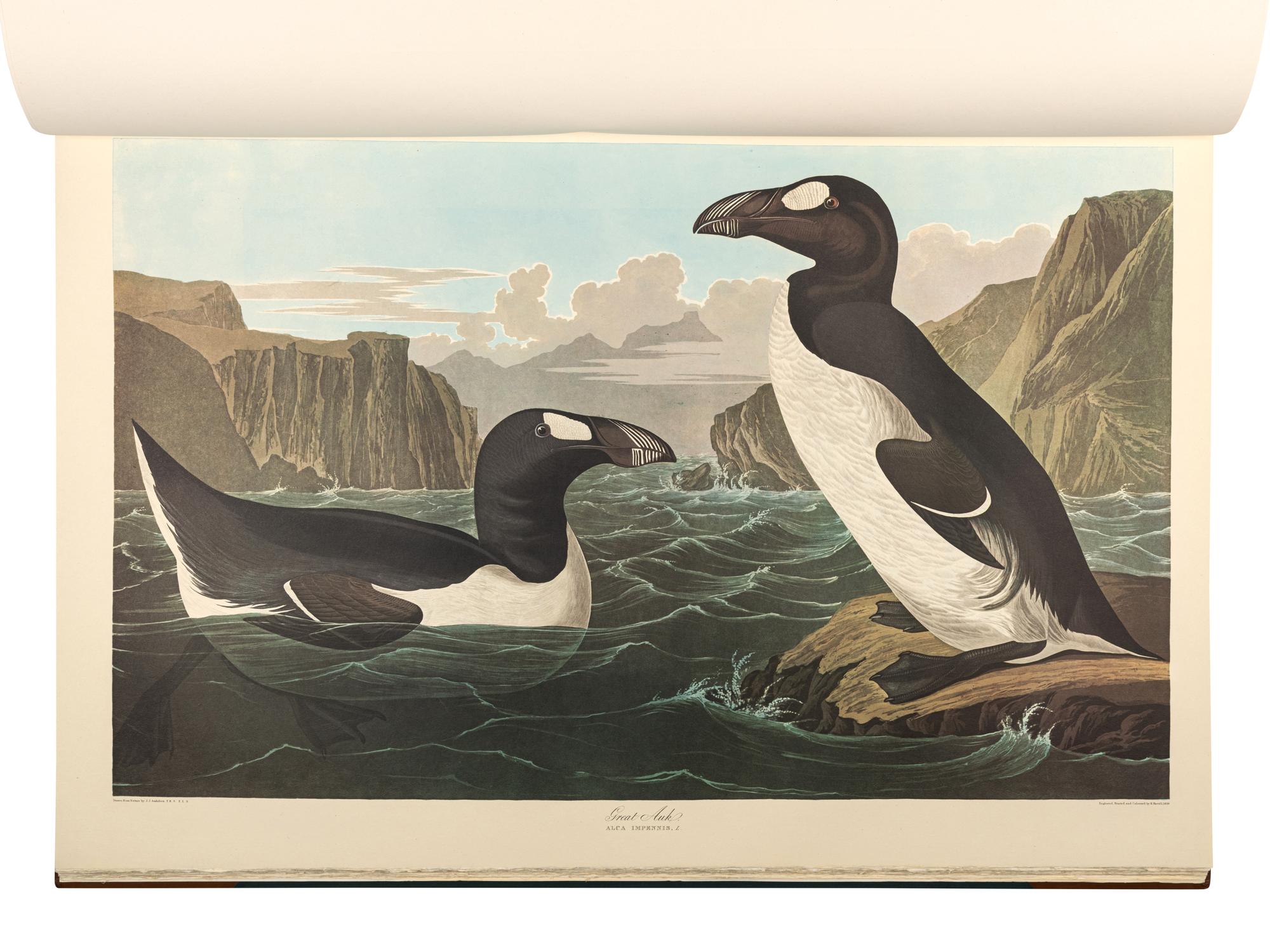 AUDUBON, John James (1785-1851). The Birds of America . New York and Amsterdam: Johnson Reprint Co. & Theatrum Orbis Terrarum [i.e. Nico Israel], 1971-1972.